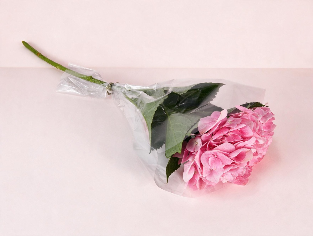 Hydrangea Pink
