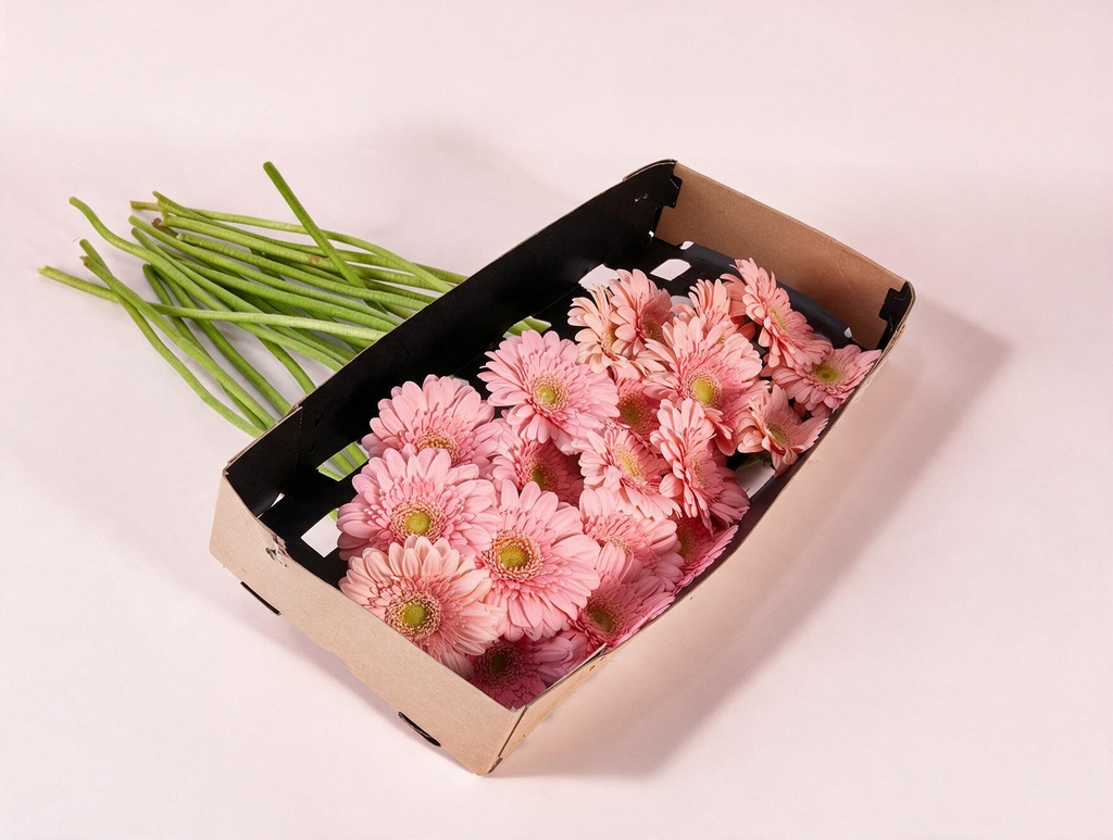 Gerbera Pink