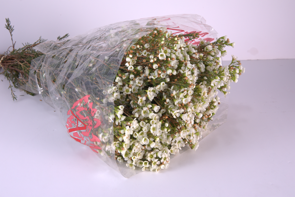 White Waxflower