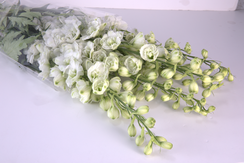 White Delphinium