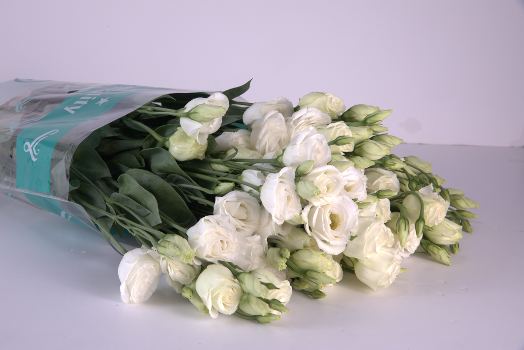 White Lisianthus