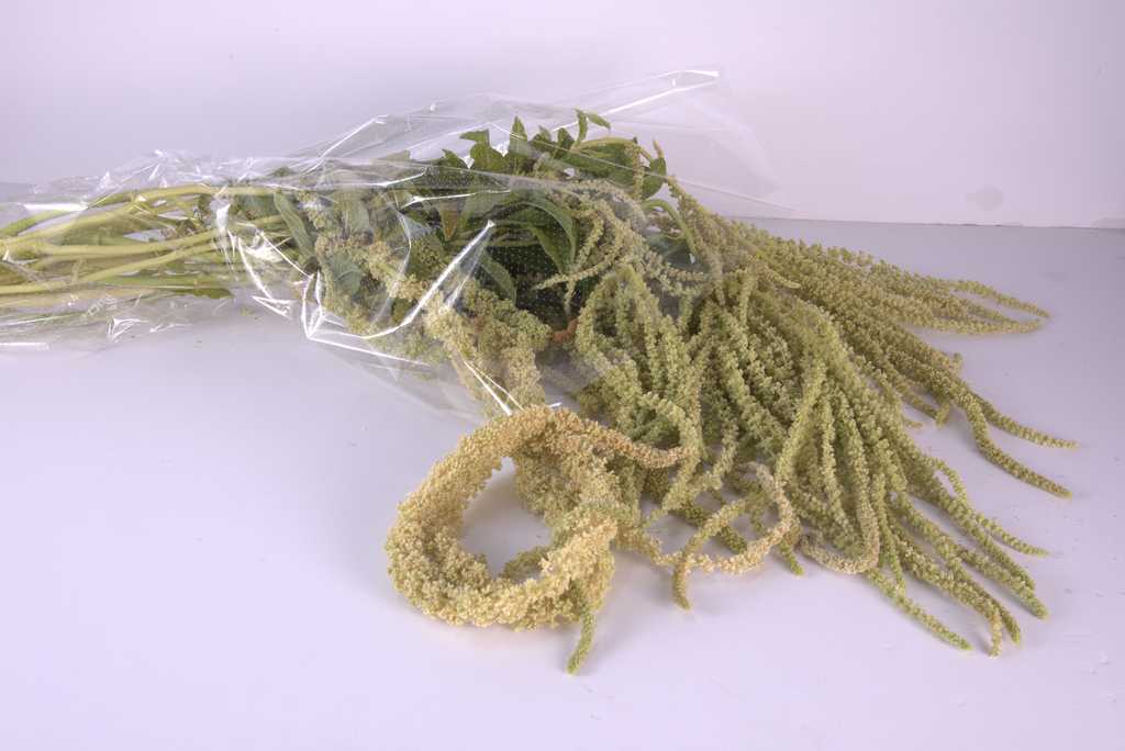 Green Amaranthus