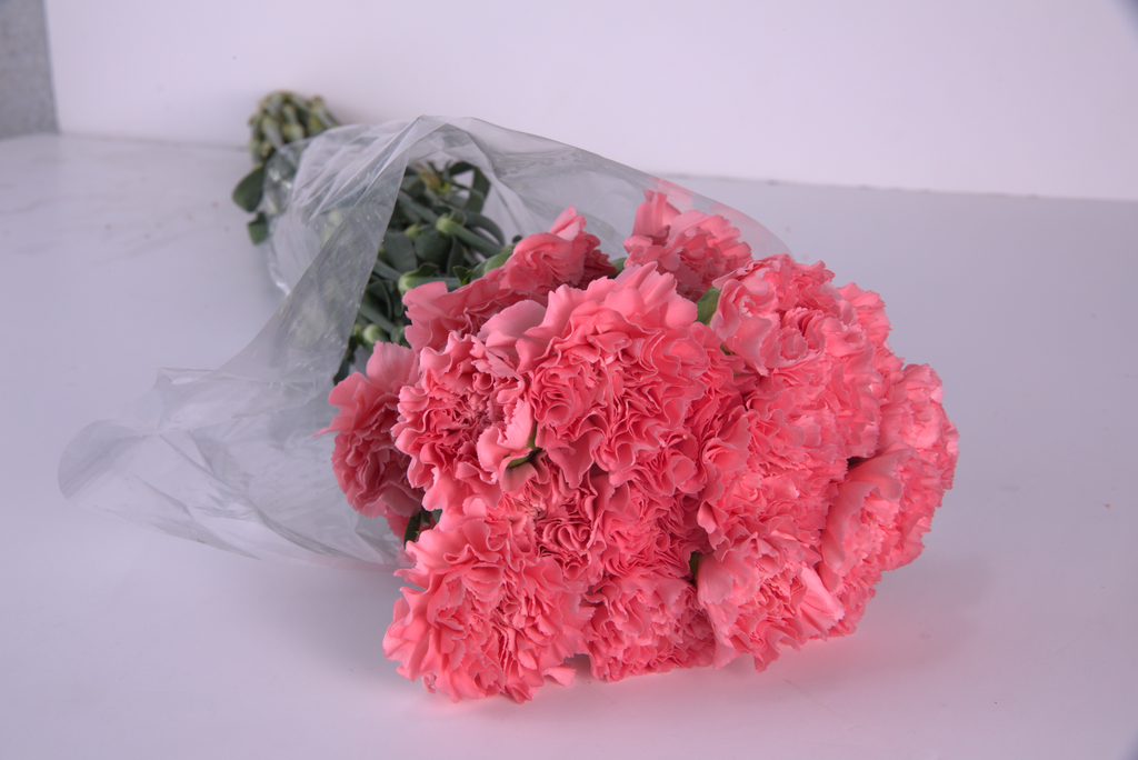 LIGHT PINK Carnation