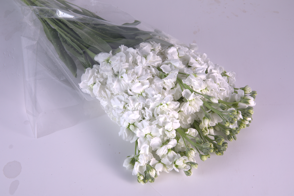 White Stock Flower