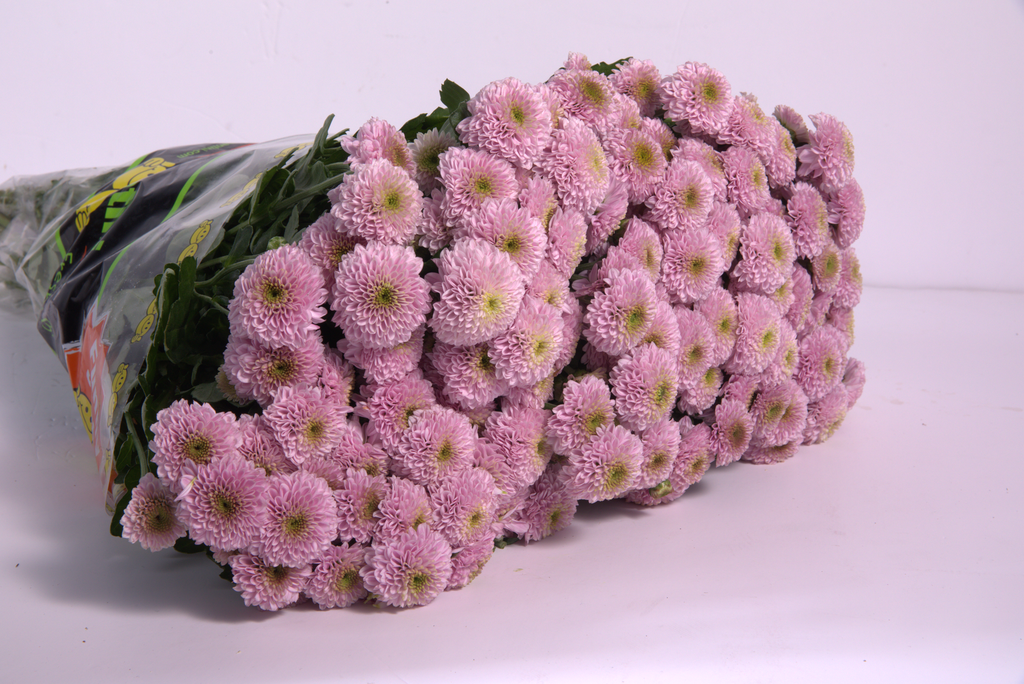 Pink Button Chrysanthemum
