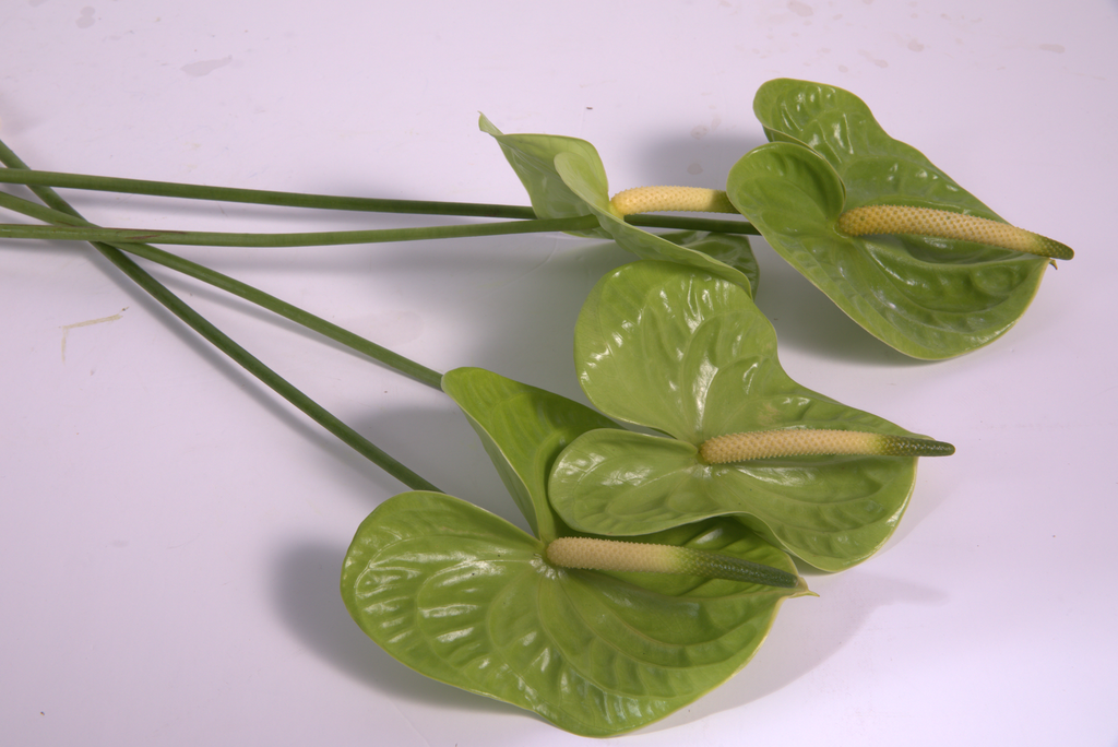 Green Anthurium