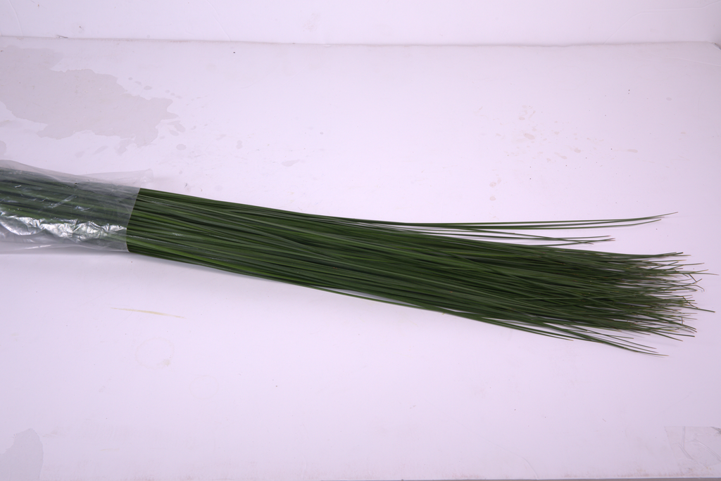 Bear Grass