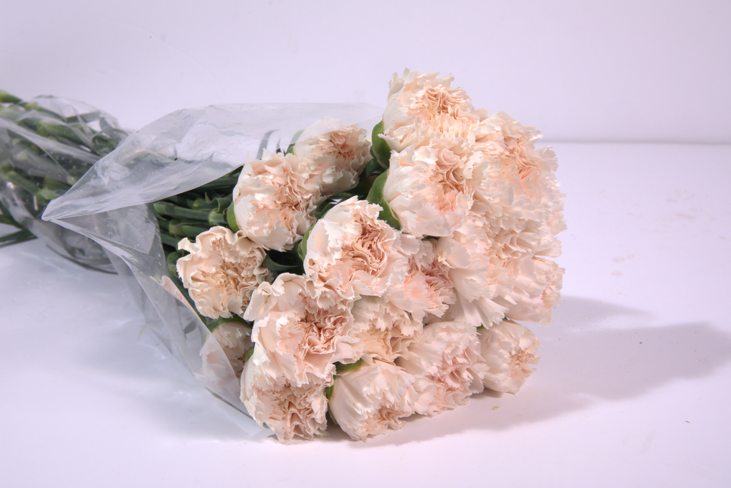 Peach Carnation