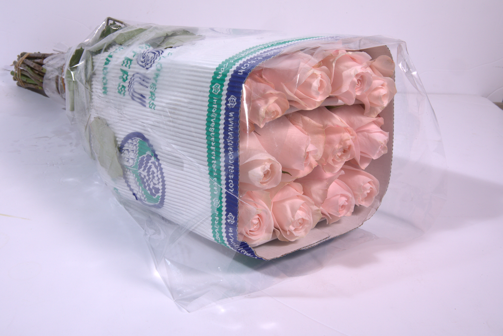 Light Pink Roses