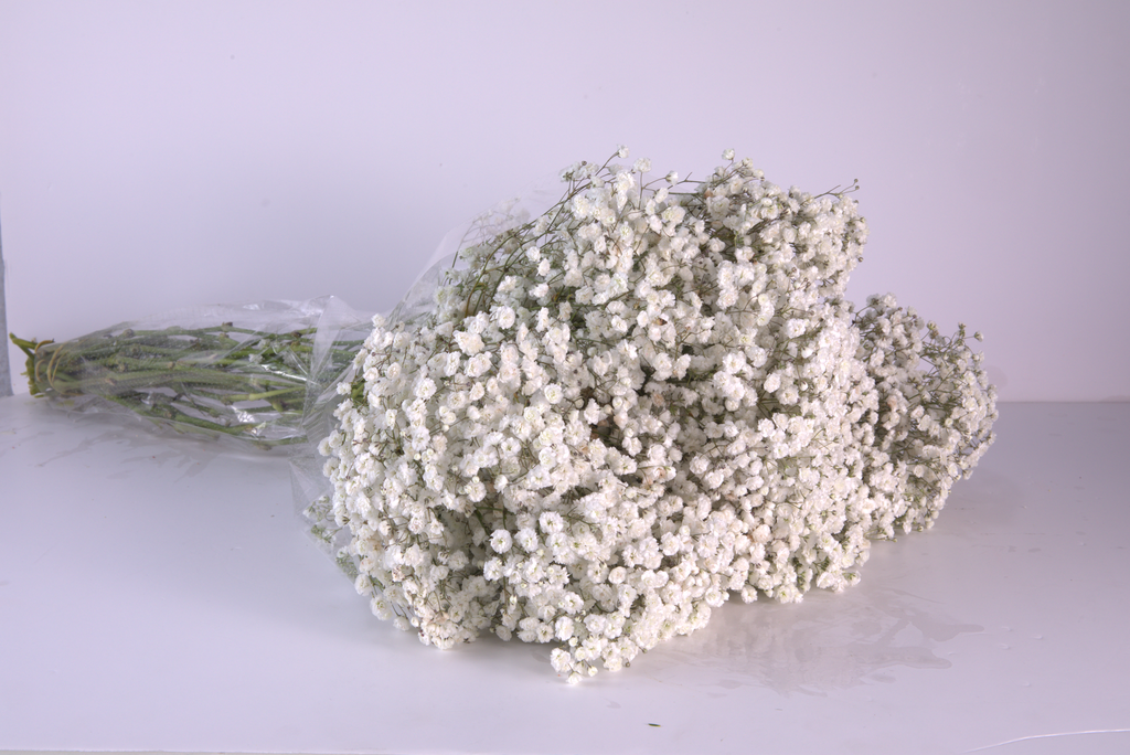 White Gypsophila