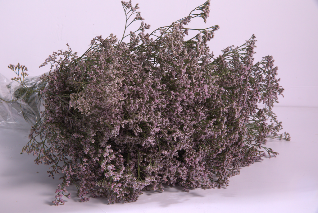 Light Pink Limonium