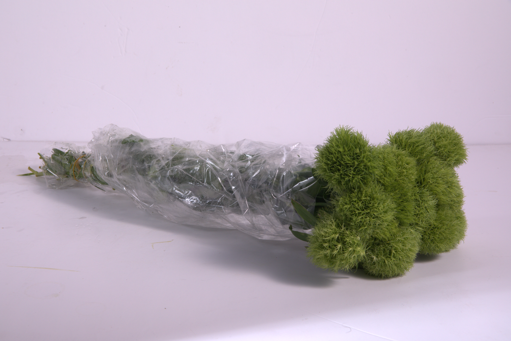 Green Trick Dianthus