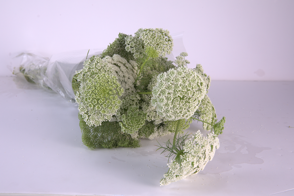 Green Lace Flower