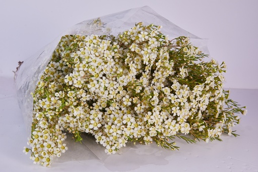 Wax White