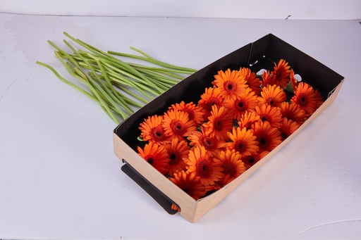 Gerbera Orange
