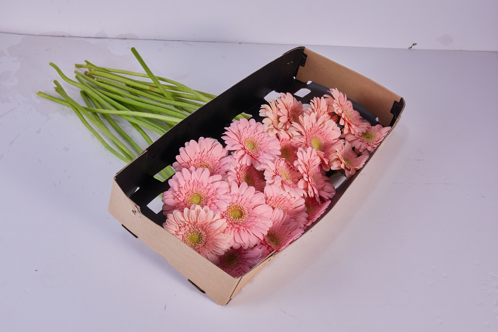 Gerbera Pink