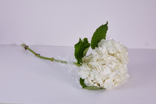 Hydrangea White Colombia