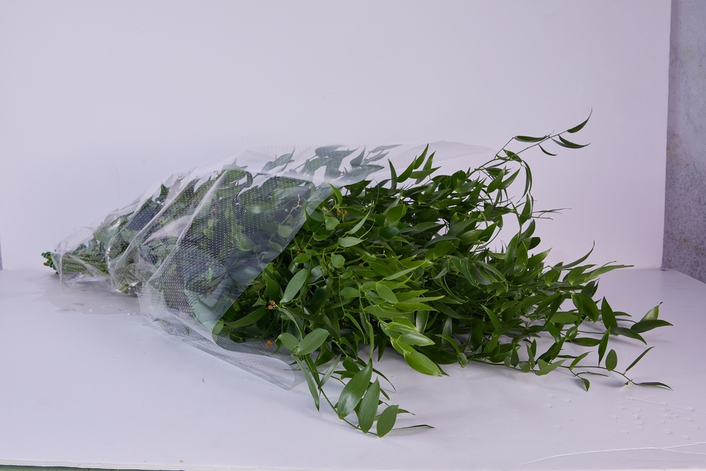 Italian Ruscus