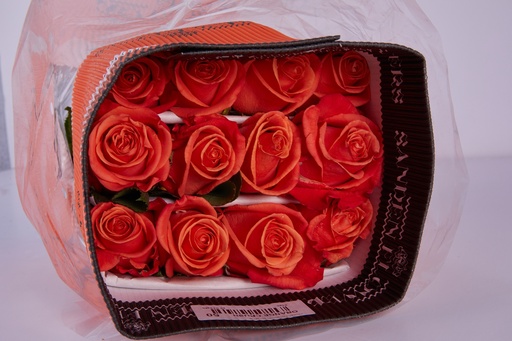 Rose Orange Crush