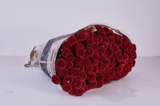 Santini Button Marron