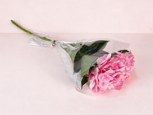 Hydrangea Pink