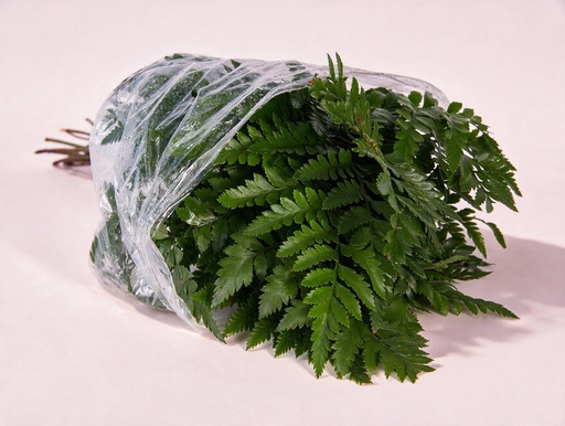 Leather Fern