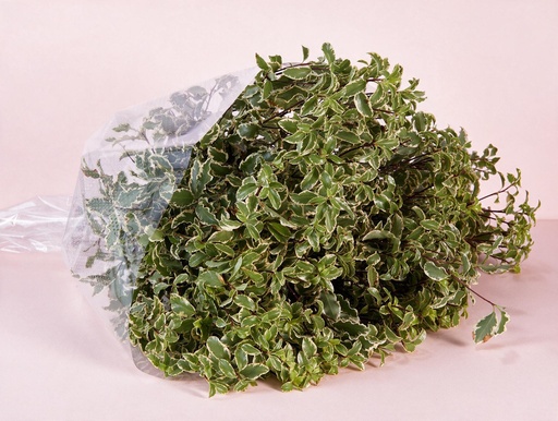 Pittosporam