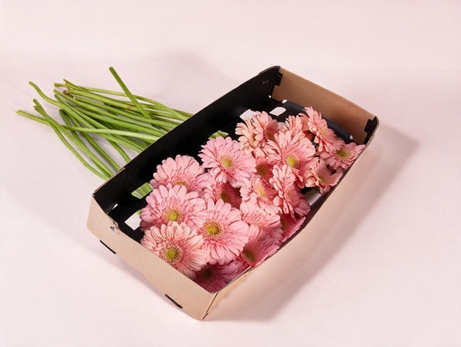 Gerbera Pink